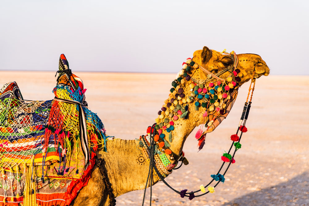 Rann of Kutch Gujarat Tour Package 5N/6D | SVR Tours